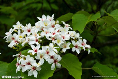 梧桐樹花|梧桐花